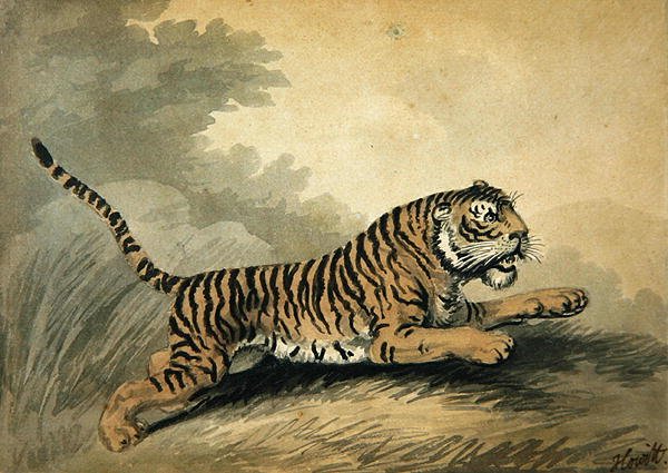 A Tigress leaping to the right