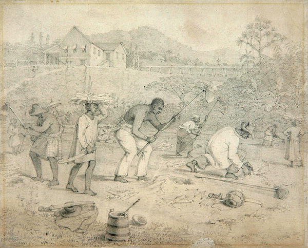 Planting the Sugar Cane, Trinidad